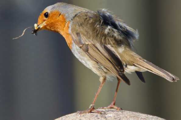 22 April 2020 - 15-45-33. 
Robins are meant to be unsocial creatures. This chap has had his feathers ruffled by an interloper who keeps moving in on his territory.
----------------------
Robin redbreast (Erithacus rubecula) in Dartmouth, Devon